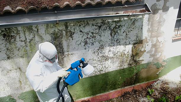 Top rated local Bathroom Mold Removal specialists in Brooklyn, MD